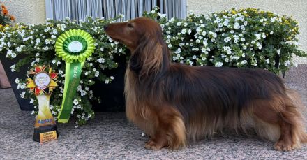 Langhaarteckel Welpen aus edler Langhaarteckelzucht