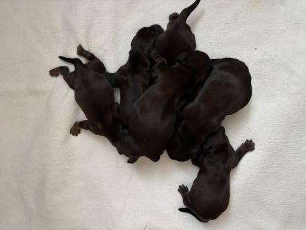 Langhaarteckel Welpen aus edler Langhaarteckelzucht