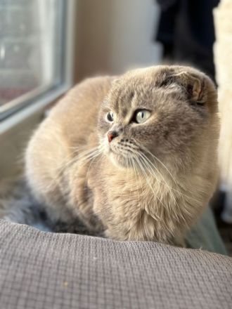 Wunderschöne Scottish Fold Katze sucht neues Zuahuse