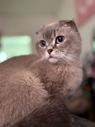 Wunderschöne Scottish Fold Katze sucht neues Zuahuse