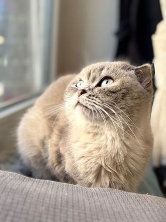 Wunderschöne Scottish Fold Katze sucht neues Zuahuse