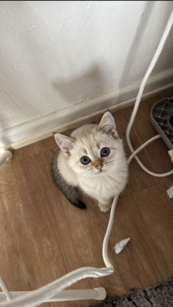 Katze zu verkaufen