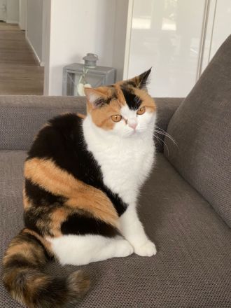 Wunderschöne Britisch Kurzhaarkatze black-tortie-white