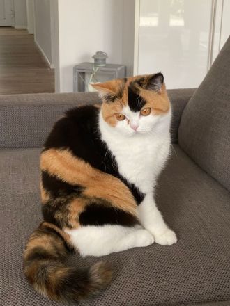 Wunderschöne Britisch Kurzhaarkatze black-tortie-white