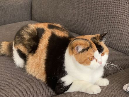 Wunderschöne Britisch Kurzhaarkatze black-tortie-white