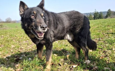 Jargo sucht hundeerfahrene Menschen