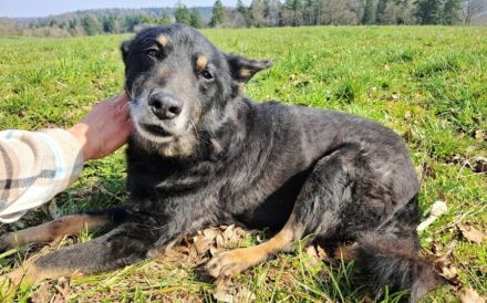 Jargo sucht hundeerfahrene Menschen