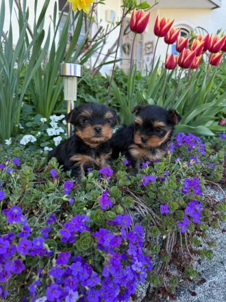 Niedliche Yorkshire Terrier Welpen abzugeben