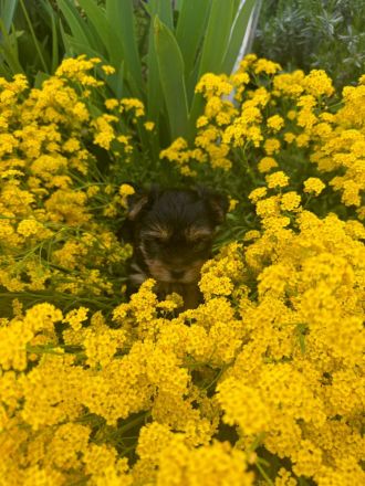 Niedliche Yorkshire Terrier Welpen abzugeben