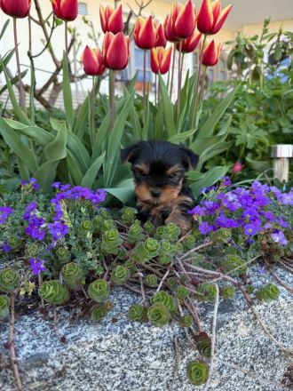 Niedliche Yorkshire Terrier Welpen abzugeben
