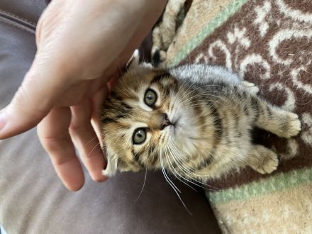 Bengal x BKH Kitten Katzenbabys