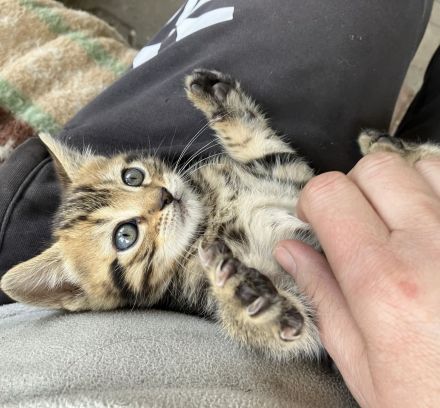 Bengal x BKH Kitten Katzenbabys