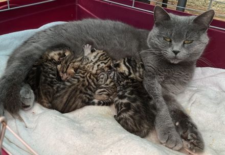 Bengal x BKH Kitten Katzenbabys