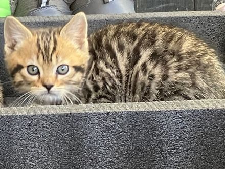 Bengal x BKH Kitten Katzenbabys