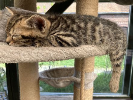 Bengal x BKH Kitten Katzenbabys