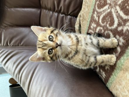 Bengal x BKH Kitten Katzenbabys