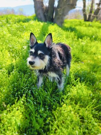 Darko sucht ein Zuhause