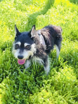 Darko sucht ein Zuhause