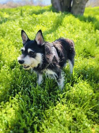 Darko sucht ein Zuhause