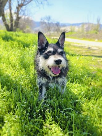 Darko sucht ein Zuhause