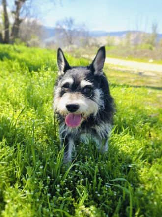 Darko sucht ein Zuhause