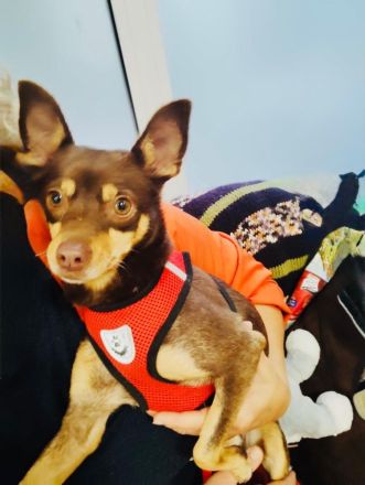 Zwergpinscher Mocca einfach nur lieb