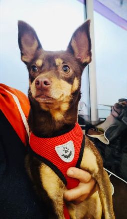 Zwergpinscher Mocca einfach nur lieb