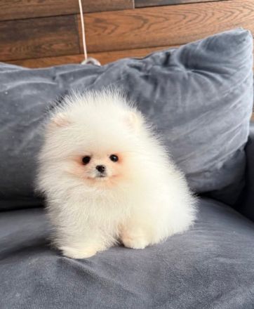 Ich biete reinrassige Pomeranian-Welpen zum Verkauf an.