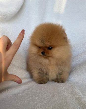 Ich biete reinrassige Pomeranian-Welpen zum Verkauf an.