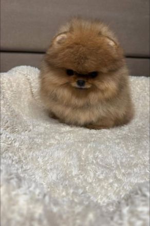 Ich biete reinrassige Pomeranian-Welpen zum Verkauf an.
