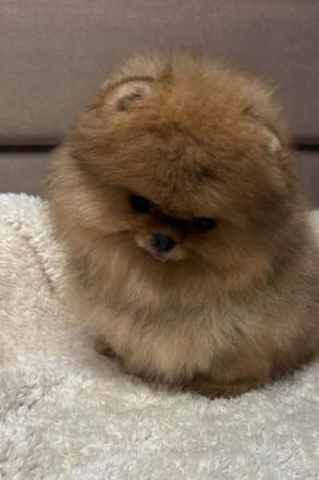 Ich biete reinrassige Pomeranian-Welpen zum Verkauf an.