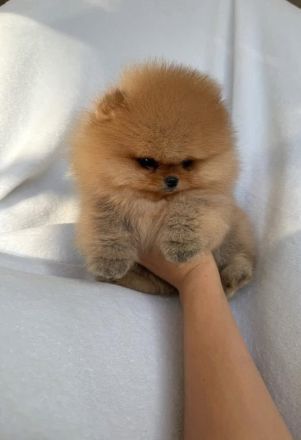Ich biete reinrassige Pomeranian-Welpen zum Verkauf an.
