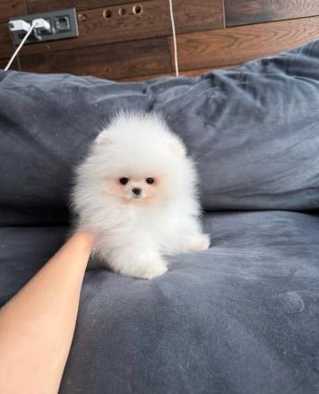 Ich biete reinrassige Pomeranian-Welpen zum Verkauf an.