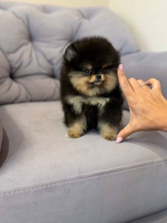Ich biete reinrassige Pomeranian-Welpen zum Verkauf an.