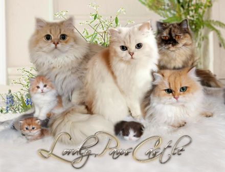 Lordly-Paws-Castle