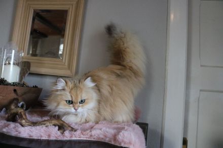 Lordly-Paws-Castle