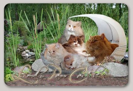Lordly-Paws-Castle