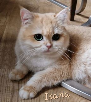 Lordly-Paws-Castle