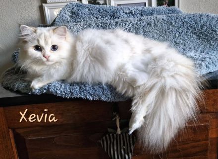 Lordly-Paws-Castle
