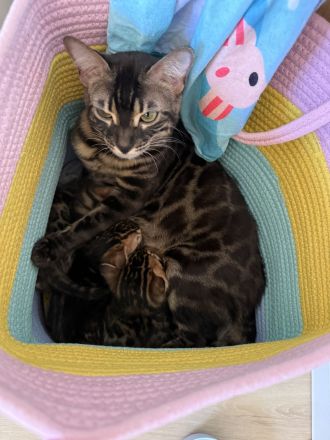 Bengal kitten suchen ein schönes zuhause