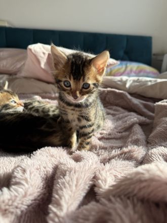 Bengal kitten suchen ein schönes zuhause