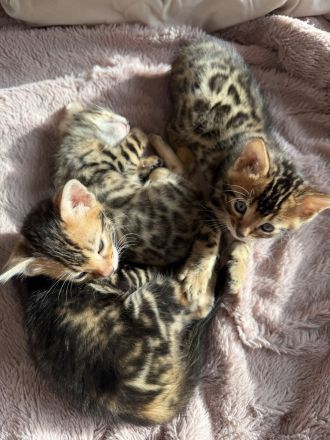 Bengal kitten suchen ein schönes zuhause