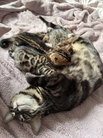 Bengal kitten suchen ein schönes zuhause
