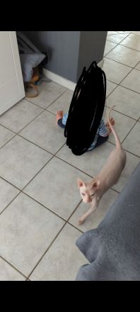 Liebhaber gesucht - Sphynx Mädels