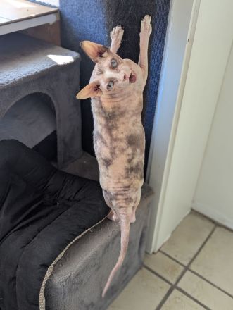 Liebhaber gesucht - Sphynx Mädels