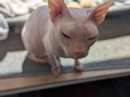 Liebhaber gesucht - Sphynx Mädels