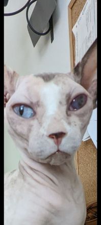 Liebhaber gesucht - Sphynx Mädels