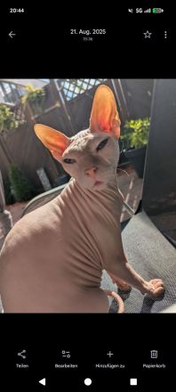Liebhaber gesucht - Sphynx Mädels