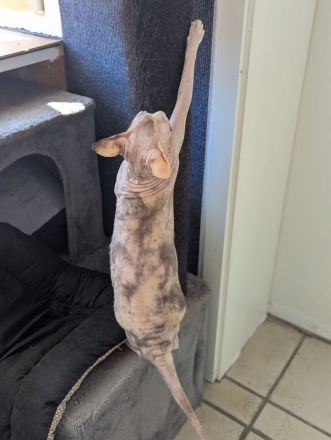 Liebhaber gesucht - Sphynx Mädels