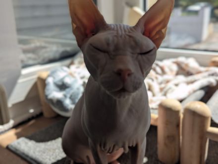 Liebhaber gesucht - Sphynx Mädels